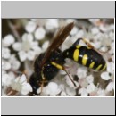 Ectemnius lapidarius - Grabwespe m01c OS-Hasbergen-Lehmwiese det .jpg